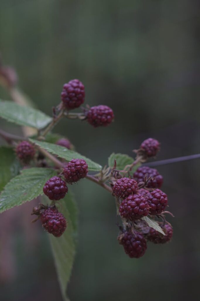 Vivid close-up of ripe raspberries hanging on a green shrub with a blurred background.